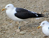 adult LBBG intermedius in September, ringed in Norway. (95609 bytes)